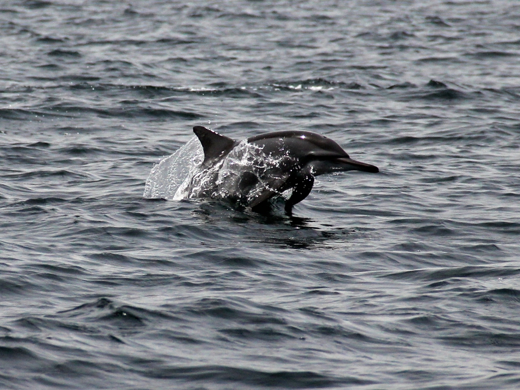 Oman 2013 290.1 Oman 2013 290.1